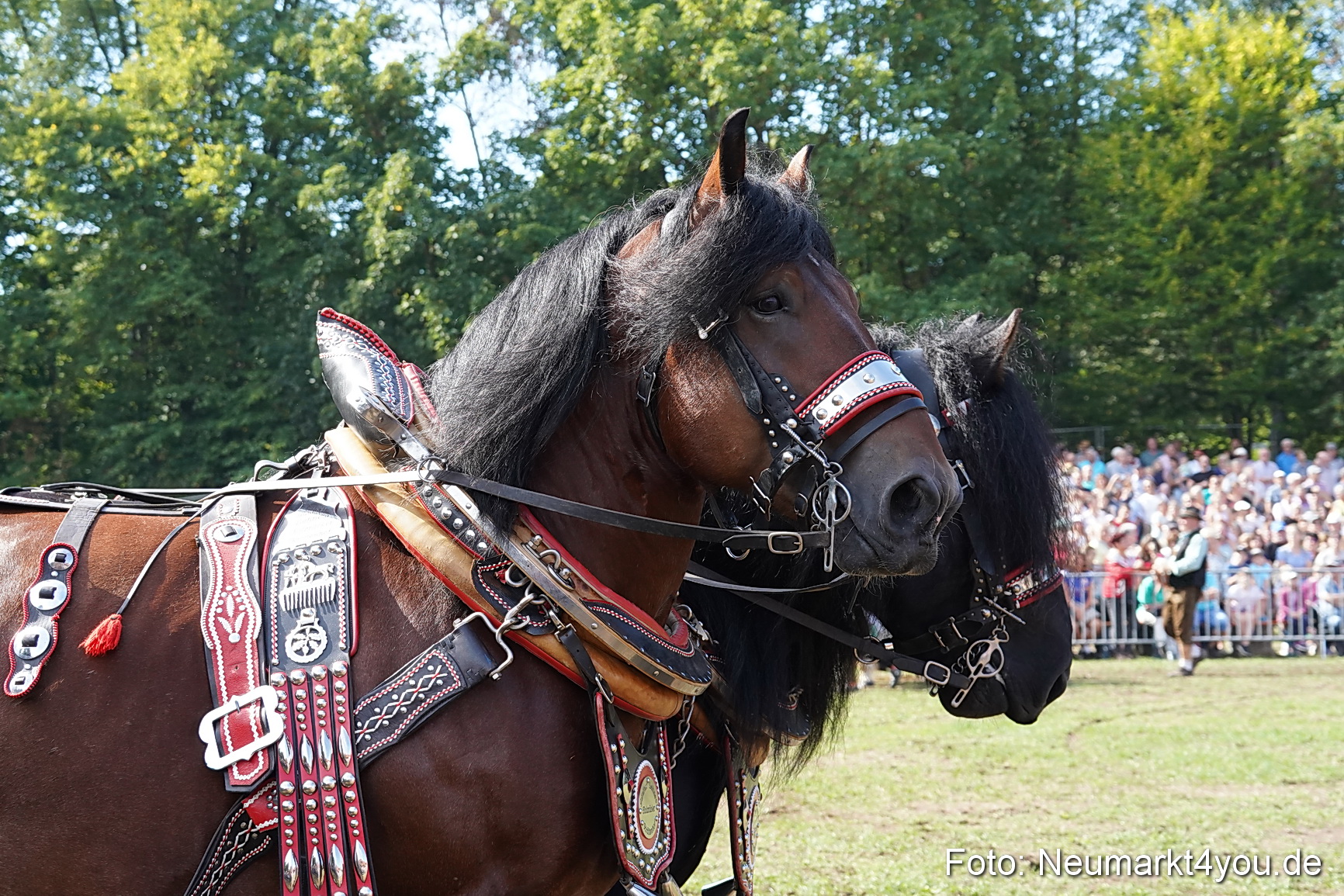 Pferde und Fohlenschau 2022 0179 